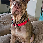 Golden joined the competition — help win amazing prizes! dog, brown_dog, red_collar, pet, indoor, couch, furniture, ears, wrinkles, face, sitting, looking, living_room, curious, canine, animal, domestic, closeup, nose, fur