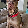 dog, brown_dog, red_collar, pet, indoor, couch, furniture, ears, wrinkles, face, sitting, looking, living_room, curious, canine, animal, domestic, closeup, nose, fur