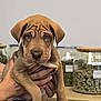 Golden is registered to the contest to win money with this photo: puppy, dog, wrinkles, hands, glass_jars, green_buds, counter, indoor, closeup, pet, brown_fur, young_dog, cute, animal, holding, fingers, nails, container, background, dispensary