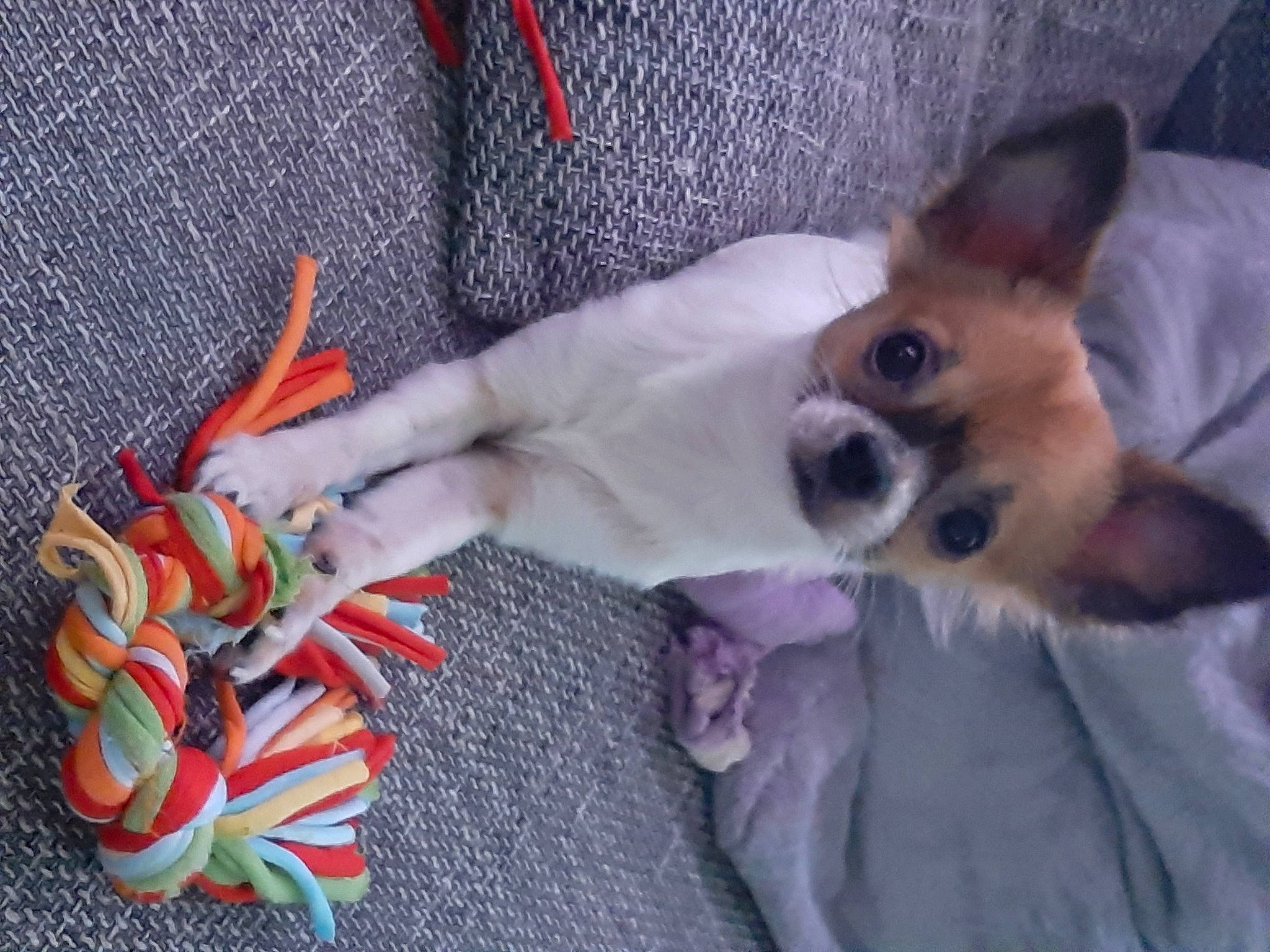 Cally a rejoint le concours — aidez-le/la à gagner de superbes lots ! canidae, carmine, carnivore, chihuahua, comfort, companion_dog, corgi_chihuahua, dog, dog_breed, dog_supply, event, fawn, fur, nail, paw, peach, plant, snout, toy_dog, whiskers