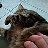 cat, tabby, pet, animal, fur, hand, scratch, floor, tile, indoor, relaxation, comfort, paw, striped, mammal, domestic, closeup, resting, feline, human