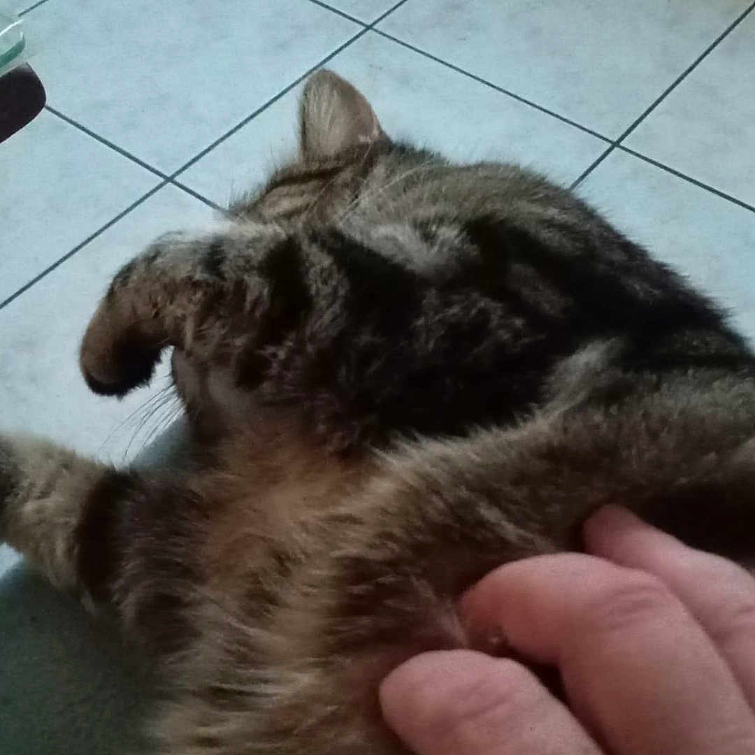 Mistigri a rejoint le concours — aidez-le/la à gagner de superbes lots ! cat, tabby, pet, animal, fur, hand, scratch, floor, tile, indoor, relaxation, comfort, paw, striped, mammal, domestic, closeup, resting, feline, human