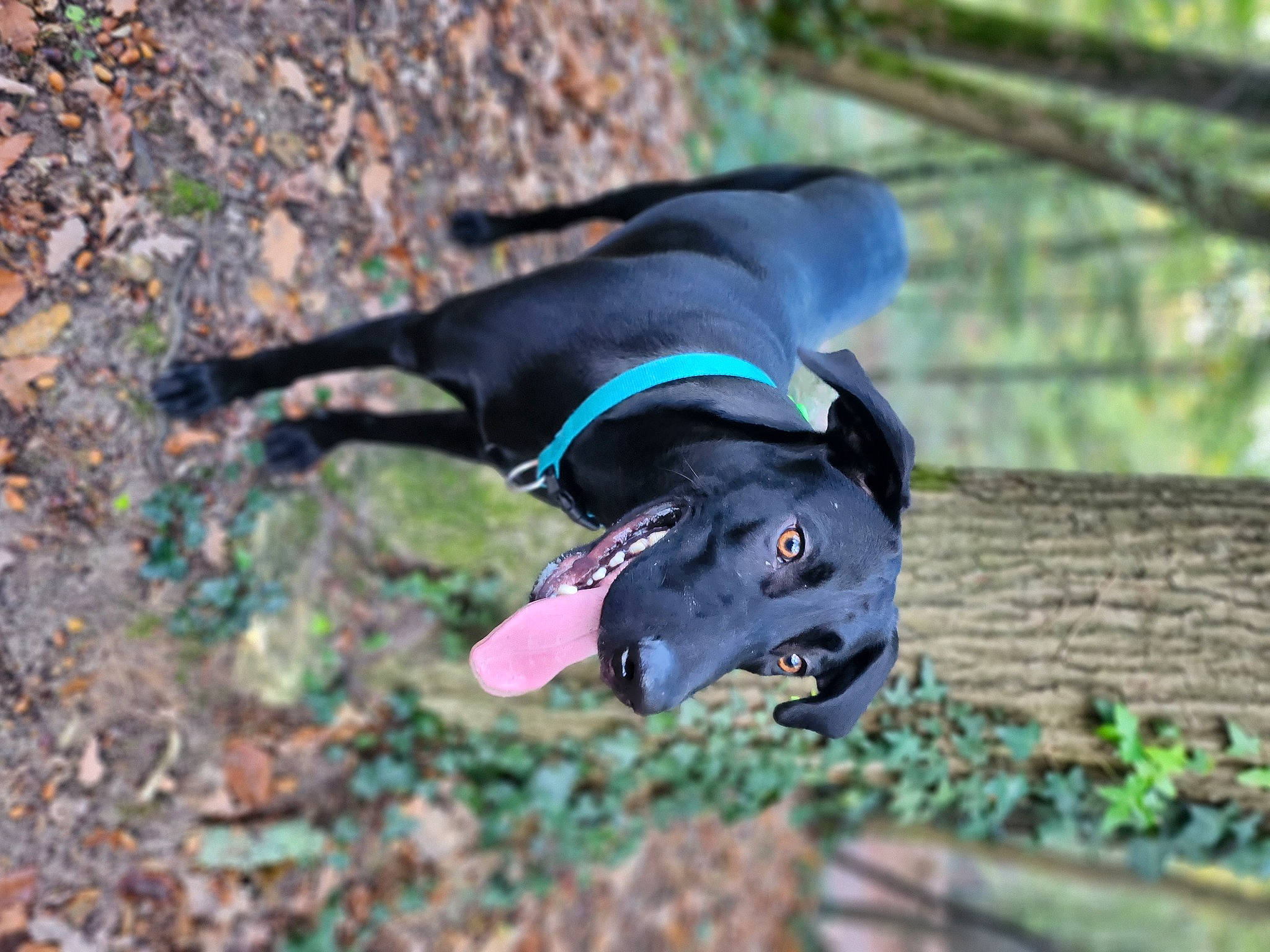 Spyke a rejoint le concours — aidez-le/la à gagner de superbes lots ! canidae, carnivore, collar, companion_dog, dog, dog_breed, dog_collar, dog_supply, electric_blue, fawn, grass, leash, liver, organism, personal_protective_equipment, pet_supply, soil, tail, terrestrial_animal, working_animal