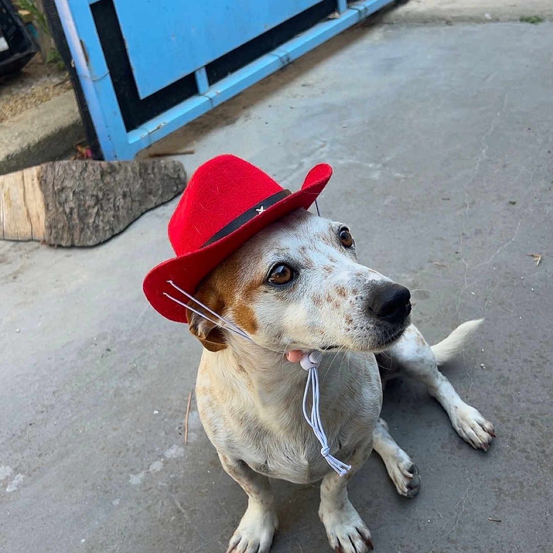 Olaf a rejoint le concours — aidez-le/la à gagner de superbes lots ! animal, blue, brown_eyes, calm, chin_strap, concrete, cowboy_hat, curious, dog, domestic_animal, gate, looking_up, outdoor, pet, quiet, rustic, sitting, spotted_fur, white_fur, wood
