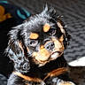Uriel a rejoint le concours — aidez-le/la à gagner de superbes lots ! adorable, animal, black_and_tan, carpet, close_up, companion, curious, cute, dog, domestic_animal, fur, head_tilt, indoor, mammal, pet, playful, portrait, puppy, sunlight, young_dog