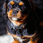 Uriel participe au concours pour gagner de l'argent avec cette photo : adorable, animal, black, carpet, collar, cute, dog, eyes, fluffy, fur, indoor, looking_up, pet, portrait, puppy, shadow, sitting, sunlight, tan, young