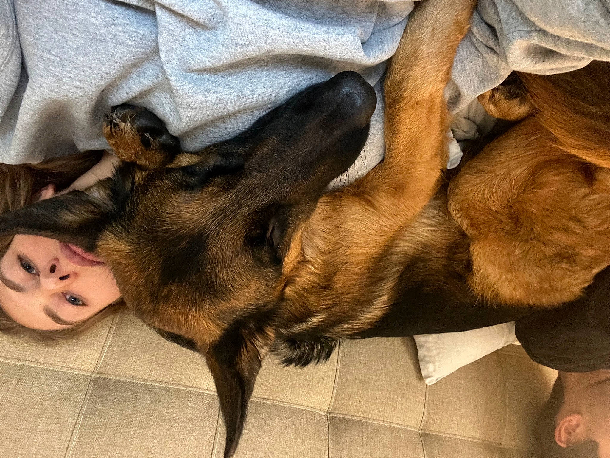 Tyson joined the competition — help win amazing prizes! canidae, carnivore, claw, comfort, companion_dog, dog, dog_breed, ear, fawn, foot, fur, gesture, guard_dog, human_leg, liver, nap, paw, snout, sporting_group, whiskers