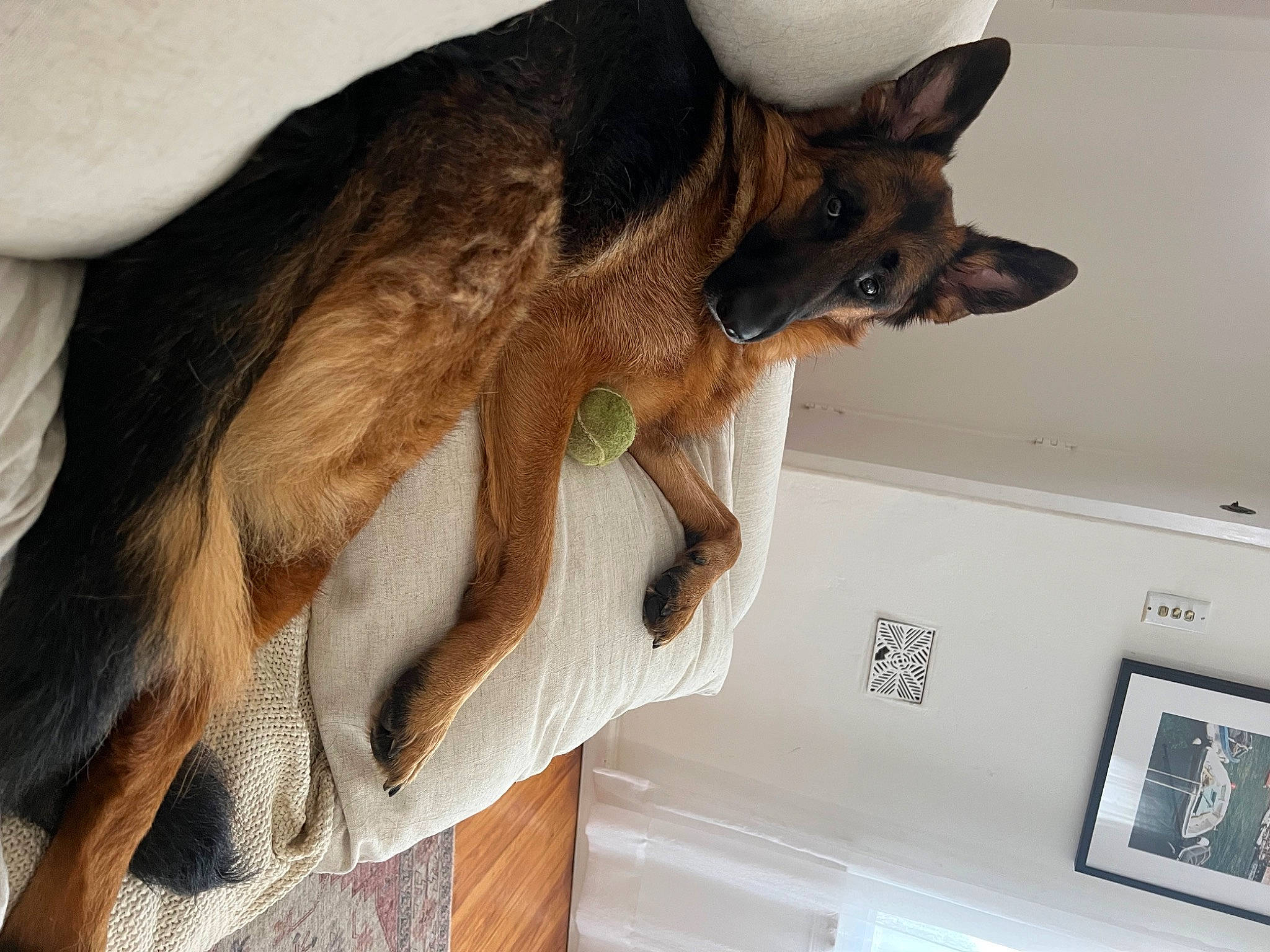 Tyson is registered to the contest to win money with this photo: carnivore, claw, companion_dog, dog, dog_breed, ear, fawn, felidae, fur, german_shepherd_dog, gesture, jaw, liver, machine, old_german_shepherd_dog, small_to_medium_sized_cats, snout, sporting_group, tail, whiskers