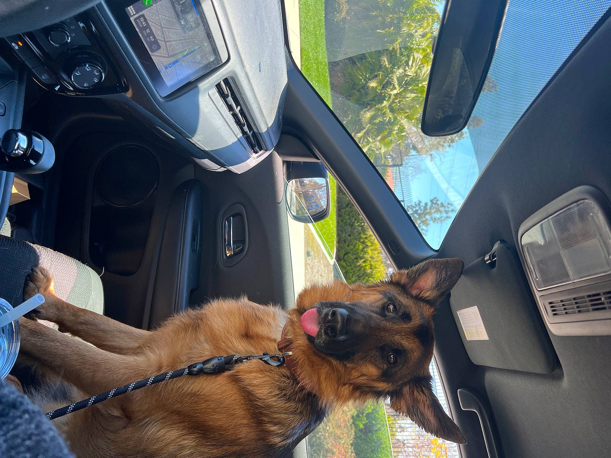 Tyson joined the competition — help win amazing prizes! auto_part, automotive_design, automotive_exterior, car, carnivore, collar, companion_dog, dog, dog_breed, family_car, fawn, mode_of_transport, motor_vehicle, plant, snout, steering_wheel, vehicle, vehicle_door, window, working_animal