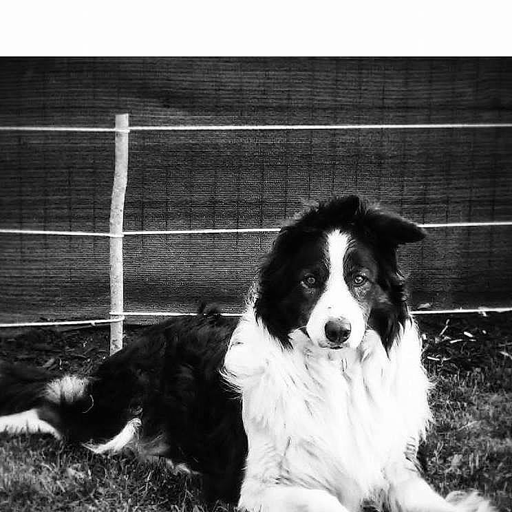 Djack a rejoint le concours — aidez-le/la à gagner de superbes lots ! australian_shepherd, black_and_white, border_collie, canidae, carnivore, companion_dog, dog, dog_breed, english_shepherd, herding_dog, mammal, photography, rare_breed_dog, snout, sporting_group, vertebrate, welsh_sheepdog, working_dog