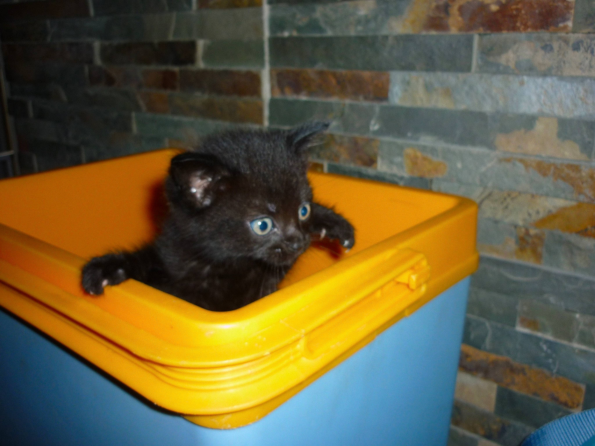 Tacos a rejoint le concours — aidez-le/la à gagner de superbes lots ! carnivore, cat, fawn, felidae, kitten, mammal, marsupial, rodent, small_to_medium_sized_cats, vertebrate, whiskers