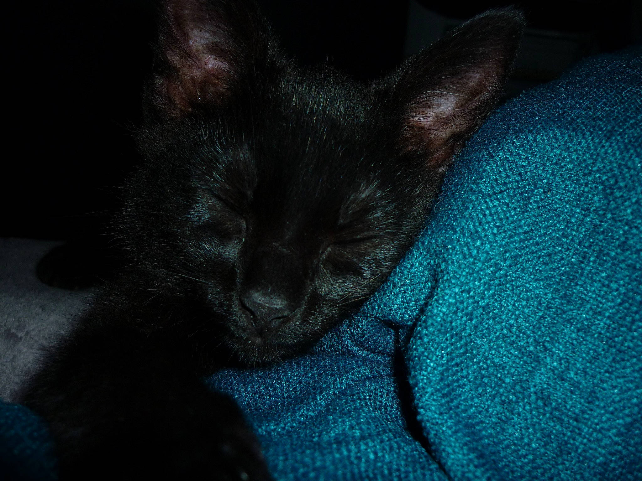 Tacos participe au concours pour gagner de l'argent avec cette photo : asian, black, black_and_white, black_cat, blue, carnivore, cat, darkness, ear, eye, felidae, fur, kitten, nap, sky, sleep, small_to_medium_sized_cats, snout, tail, whiskers