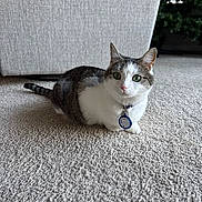 Georgie joined the competition — help win amazing prizes! cat, indoor, carpet, couch, pet, animal, tabby, white_fur, green_eyes, collar, tag, floor, living_room, furniture, christmas_tree, holiday, cute, sitting, domestic, curious