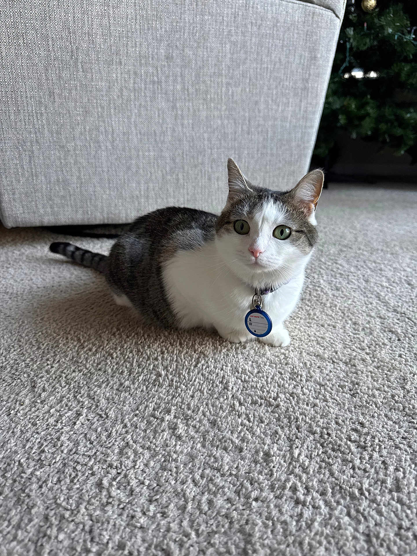 Georgie