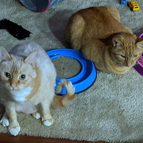 Frenchie is registered to the contest to win money with this photo: animal_feed, blue, carnivore, cat, cat_bed, cat_supply, cat_toy, domestic_short_haired_cat, fawn, felidae, fur, home_accessories, iris, kitten, mammal, pet_supply, small_to_medium_sized_cats, tabby_cat, vertebrate, whiskers