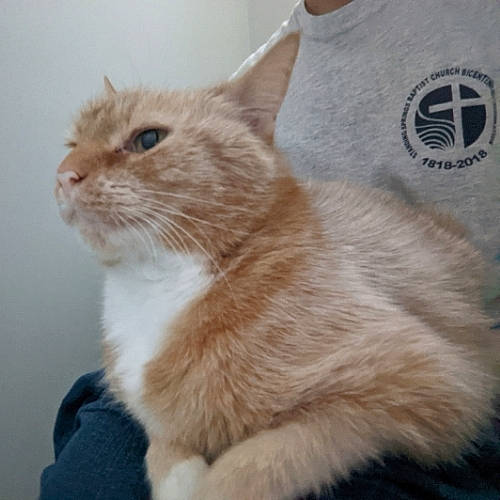 Frenchie joined the competition — help win amazing prizes! active_shirt, carnivore, cat, fawn, felidae, fur, iris, logo, peach, pet_supply, small_to_medium_sized_cats, snout, vertebrate, whiskers