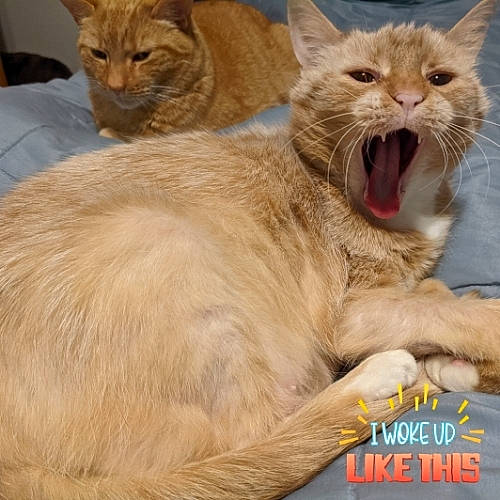 Frenchie joined the competition — help win amazing prizes! carnivore, cat, comfort, facial_expression, fang, fawn, felidae, fur, jaw, paw, pet_supply, shout, skin, small_to_medium_sized_cats, snout, tongue, tooth, vertebrate, whiskers, yawn