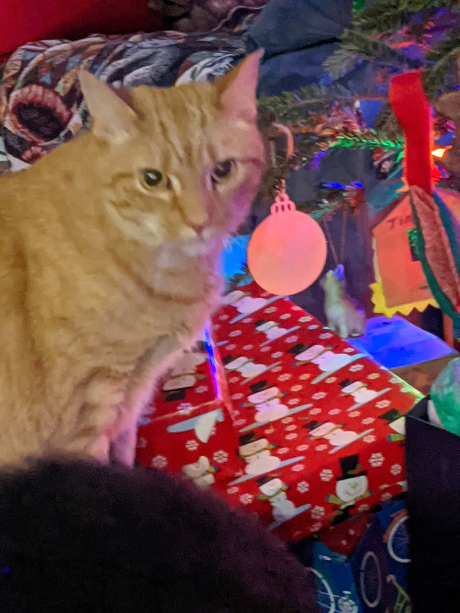 Rizzo joined the competition — help win amazing prizes! carnivore, cat, domestic_short_haired_cat, felidae, fur, peach, small_to_medium_sized_cats, snout, tabby_cat, vertebrate, whiskers