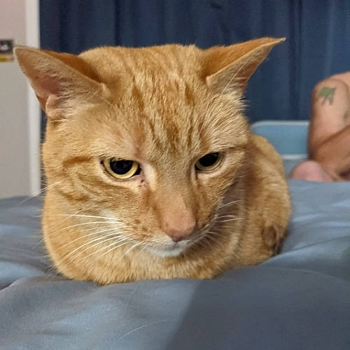 Rizzo is registered to the contest to win money with this photo: carnivore, cat, comfort, domestic_short_haired_cat, fawn, felidae, fur, peach, pet_supply, skin, small_to_medium_sized_cats, snout, tabby_cat, vertebrate, whiskers