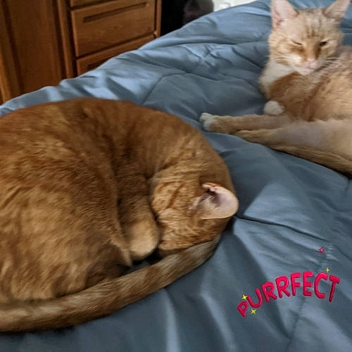 Rizzo joined the competition — help win amazing prizes! cabinetry, carnivore, cat, comfort, domestic_short_haired_cat, drawer, fawn, felidae, fur, mammal, nap, pet_supply, sleep, small_to_medium_sized_cats, snout, tabby_cat, vertebrate, whiskers, wood, wood_stain