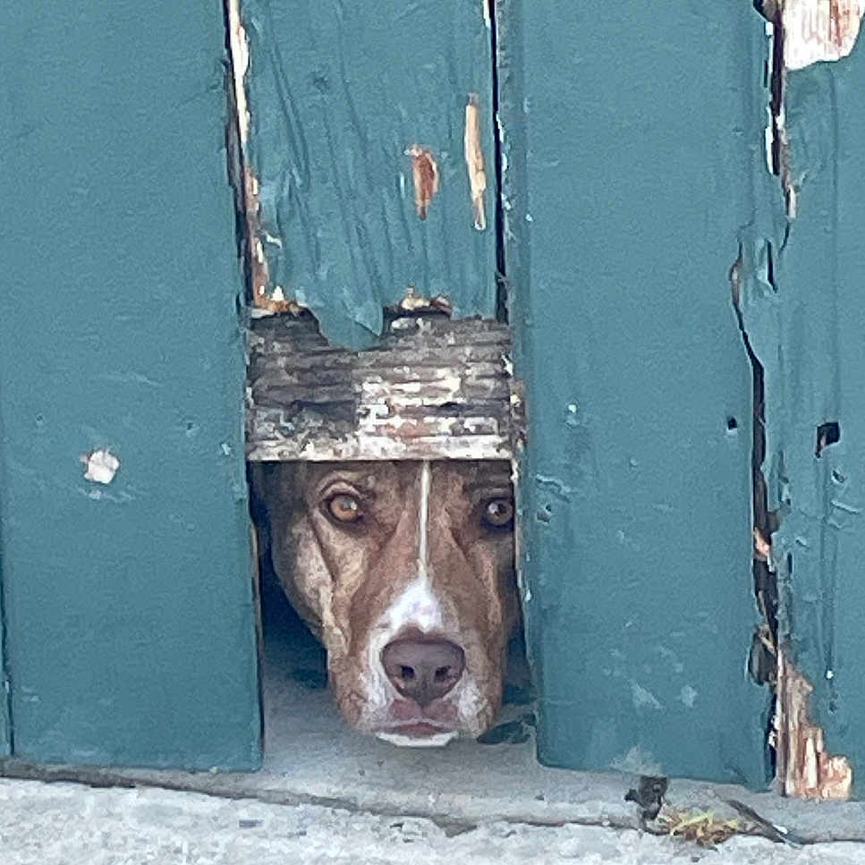 Artimis joined the competition — help win amazing prizes! animal, architecture, building, bulldog, canine, corrosion, dog, doghouse, hole, hound, husky, pet, pitbull, plywood, pointer, rust, slate, snout, wall, wood