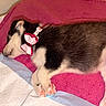 Princess joined the competition — help win amazing prizes! puppy, dog, sleeping, bow_collar, pink_blanket, paw, cute, pet, indoor, resting, fur, animal, cozy, young_dog, domestic_animal, white_paw, black_fur, pink_paw, collar, nap