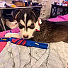 Princess is registered to the contest to win money with this photo: puppy, dog, toy, blanket, bed, indoor, cute, pet, animal, fur, collar, pink, blue, red, tug_toy, young, lying_down, face, black_and_white, playful