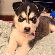 Princess joined the competition — help win amazing prizes! puppy, dog, husky, blue_eyes, brown_eyes, towel, indoor, pet, animal, cute, fur, collar, lying_down, close_up, face, front_paws, young, adorable, domestic_animal, portrait