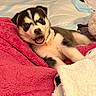 puppy, dog, husky, bed, blanket, indoor, pet, animal, cute, fur, collar, lying_down, cozy, playful, young, mammal, comfort, resting, expression, household