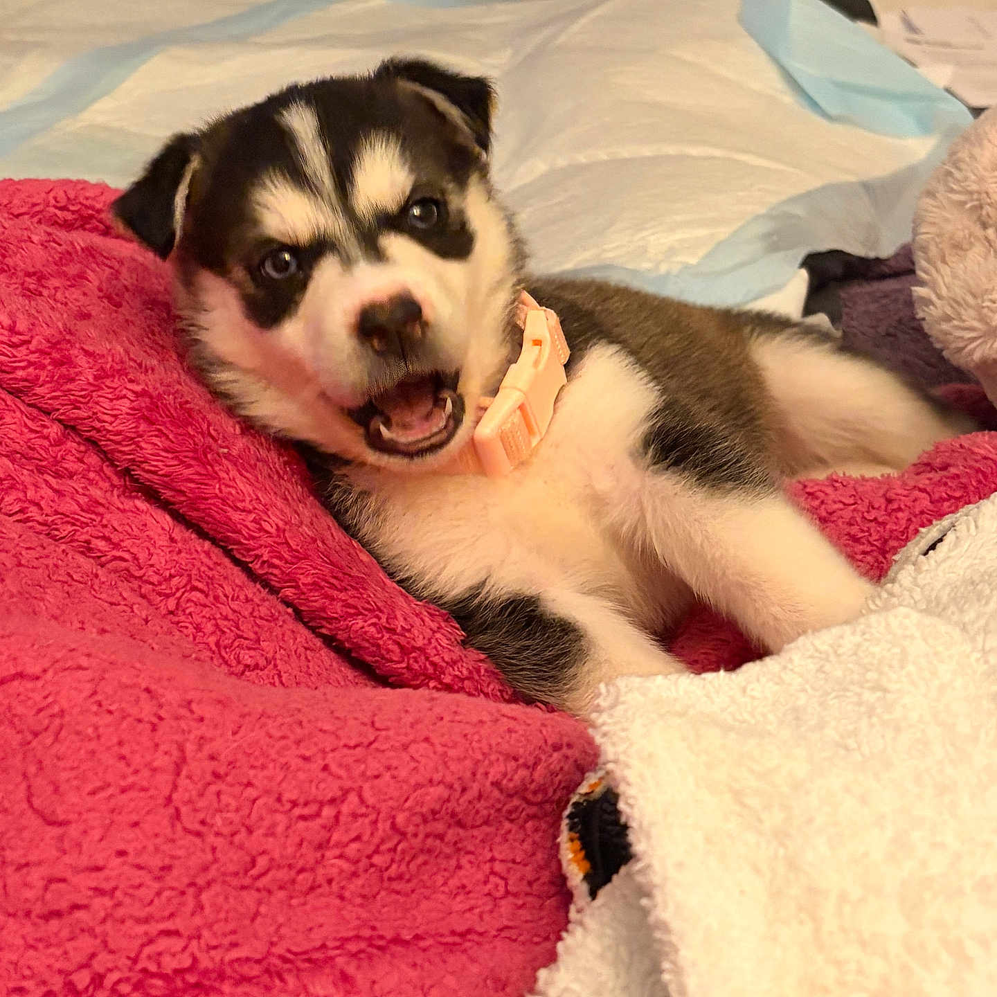 Princess joined the competition — help win amazing prizes! puppy, dog, husky, bed, blanket, indoor, pet, animal, cute, fur, collar, lying_down, cozy, playful, young, mammal, comfort, resting, expression, household