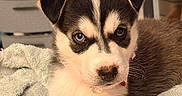 Princess joined the competition — help win amazing prizes! puppy, dog, husky, blue_eyes, close_up, animal, pet, fur, cute, indoors, towel, resting, young, face, portrait, black_and_white, whiskers, ears, nose, fur_texture