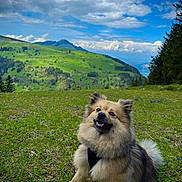 Luna a rejoint le concours — aidez-le/la à gagner de superbes lots ! dog, fluffy, smiling, outdoor, grass, mountain, sky, clouds, nature, canine, pet, happy, sitting, scenic, greenery, landscape, animal, daylight, fur, hiking