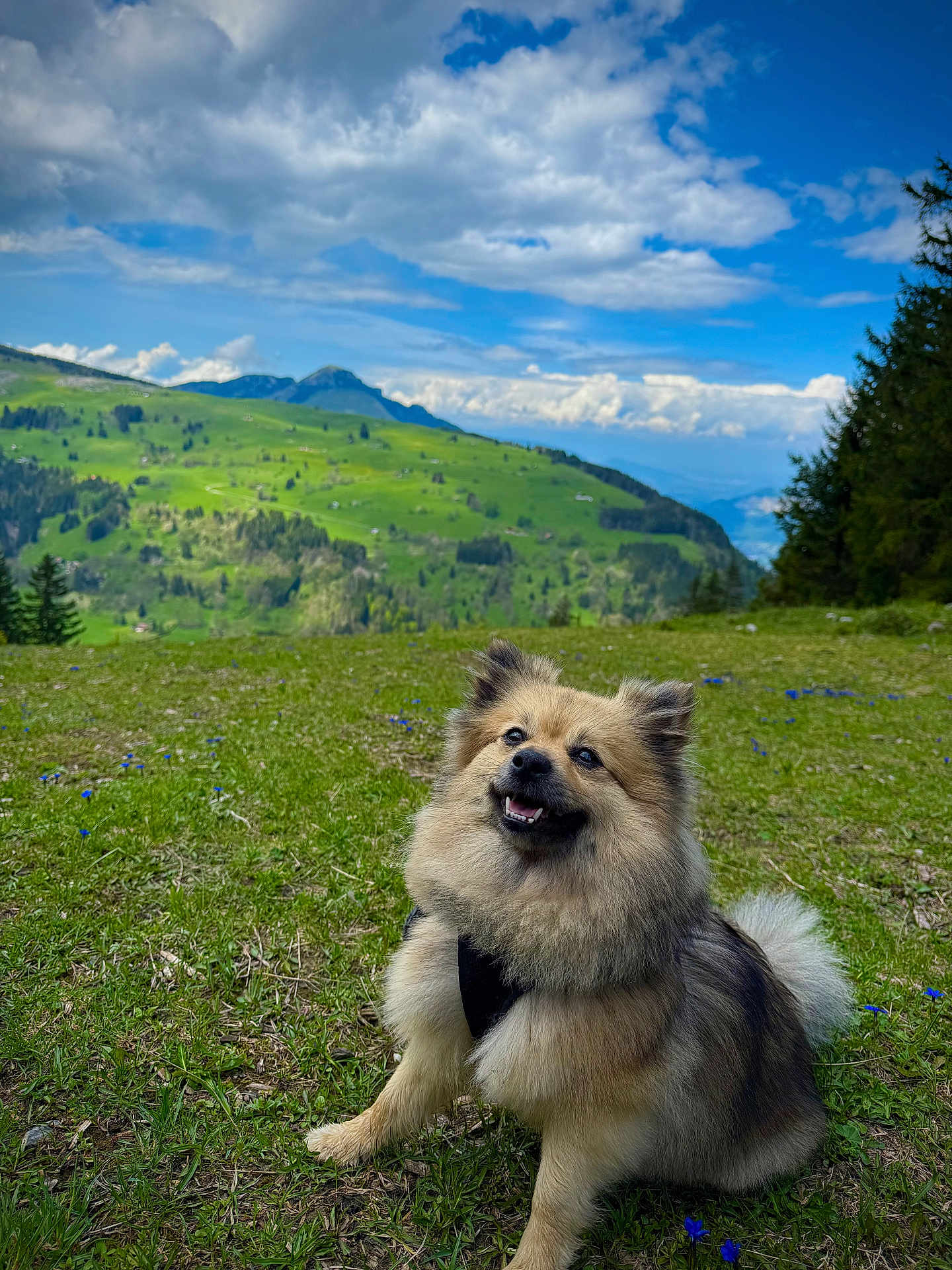 Luna a rejoint le concours — aidez-le/la à gagner de superbes lots ! dog, fluffy, smiling, outdoor, grass, mountain, sky, clouds, nature, canine, pet, happy, sitting, scenic, greenery, landscape, animal, daylight, fur, hiking