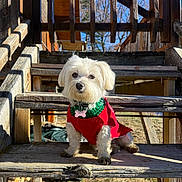 Nalia participe au concours pour gagner de l'argent avec cette photo : dog, small_dog, white_dog, sweater, red_sweater, green_sweater, wooden_stairs, outdoor, sunlight, shadow, grass, winter, pet, animal, cute, holiday, festive, collar, daytime, nature