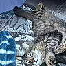 cat, tabby, sleeping, paw, blanket, striped_blanket, silver_fabric, bed, cozy, indoor, resting, fur, whiskers, nap, relaxation, domestic_cat, animal, pet, feline, comfort