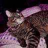 cat, tabby, collar, pet, feline, animal, indoor, blanket, polka_dot, purple_light, soft_texture, relaxed, whiskers, fur, bedroom, cozy, looking_away, cute, domestic_animal, resting