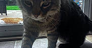 Bartamuss is registered to the contest to win money with this photo: cat, tabby, indoor, glass_door, outdoor, yard, greenery, tree, orange_cat, pet, animal, curious, walking, floor, tile, collar, whiskers, close_up, daylight, house