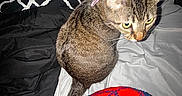 Kyrie joined the competition — help win amazing prizes! cat, tabby, bed, blanket, bedding, collar, indoor, pet, animal, feline, striped, curious, resting, furniture, fabric, pattern, tail, looking_back, domestic, cozy