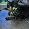 Kyrie is registered to the contest to win money with this photo: cat, tabby_cat, green_eyes, indoor, floor, glass_door, relaxed, animal, pet, whiskers, ears, fur, household, daylight, window, nature_outside, resting, close_up, quiet, calm