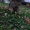 Kyrie joined the competition — help win amazing prizes! cat, tabby_cat, animal, grass, clover, flower, outdoor, nature, tree, house, pet, whiskers, greenery, plant, fur, eyes, mammal, closeup, daylight, curious