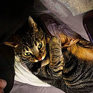 Kyrie joined the competition — help win amazing prizes! cat, tabby, pet, animal, feline, cozy, blanket, indoor, resting, cute, fur, whiskers, sleepy, closeup, eyes, paw, striped, domestic, relaxed, soft
