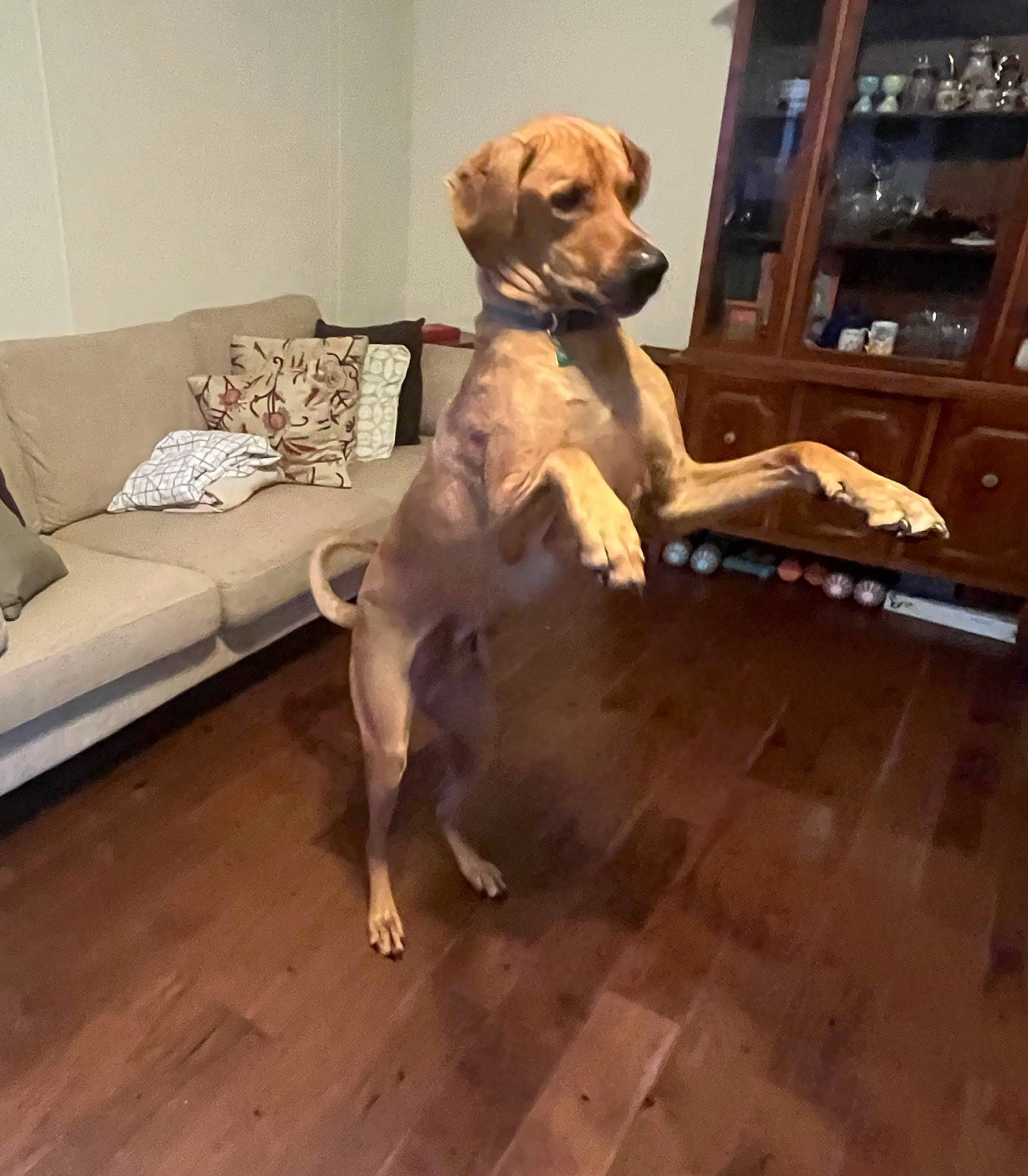 Ready joined the competition — help win amazing prizes! carnivore, comfort, companion_dog, couch, dog, dog_breed, fawn, floor, flooring, gun_dog, hardwood, laminate_flooring, pet_supply, plank, tail, varnish, wood, wood_flooring, wood_stain, working_animal