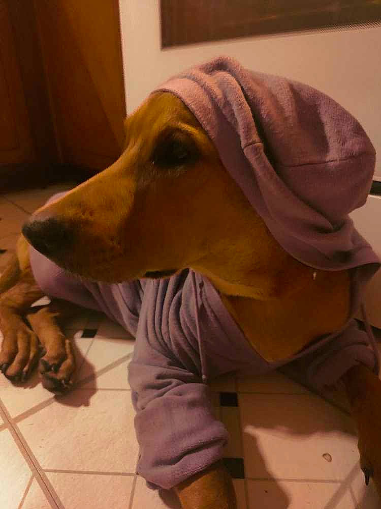 Ready joined the competition — help win amazing prizes! canidae, carnivore, companion_dog, costume, dog, dog_breed, dog_clothes, dog_supply, fawn, flooring, fur, guard_dog, personal_protective_equipment, selfie, sleeve, snout, sporting_group, whiskers, wood, working_animal