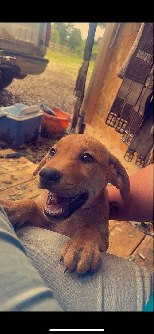 Ready is registered to the contest to win money with this photo: canidae, carnivore, companion_dog, dog, dog_breed, fawn, flooring, fur, happy, light, paw, retriever, selfie, sitting, smile, snout, sporting_group, whiskers, wood, working_animal