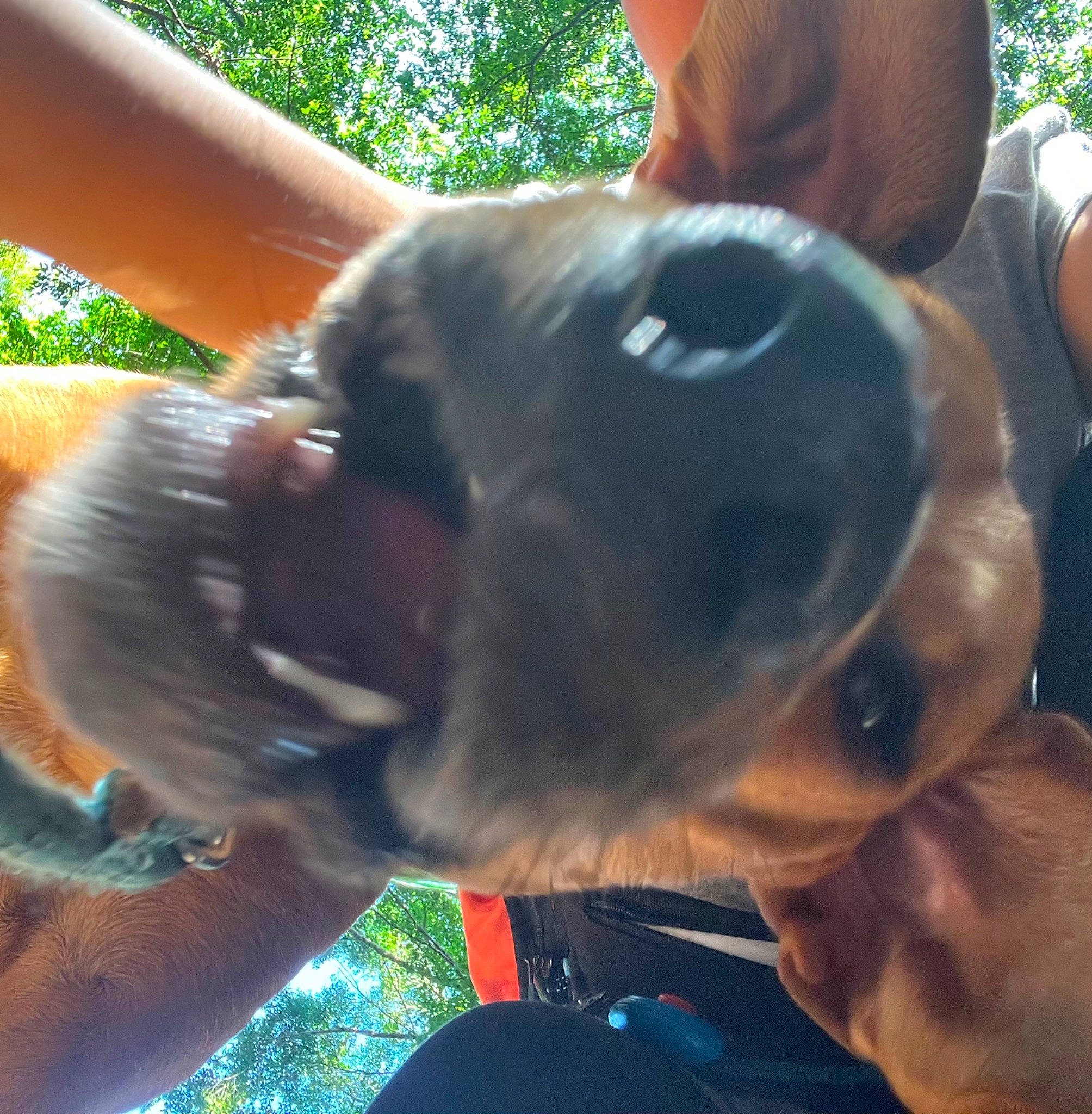 Ready is registered to the contest to win money with this photo: carnivore, collar, companion_dog, dog, dog_breed, dog_collar, ear, eye, eyewear, fawn, finger, gesture, grass, happy, jaw, neck, selfie, snout, whiskers, working_animal