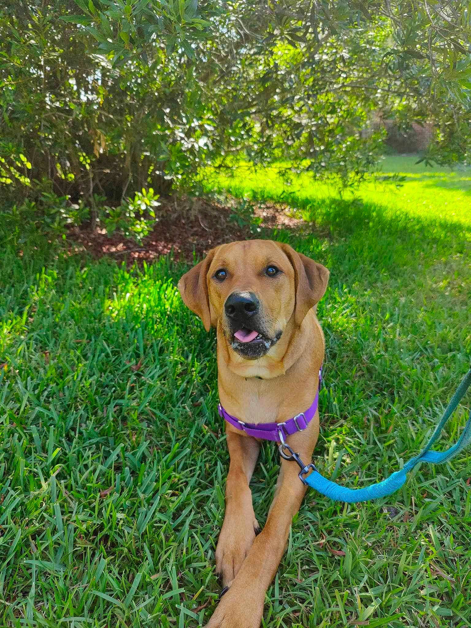 Ready joined the competition — help win amazing prizes! canidae, carnivore, collar, companion_dog, dog, dog_breed, dog_collar, fawn, garden, garden_hose, grass, groundcover, gun_dog, lawn, plant, shrub, sporting_group, tail, tree, working_animal