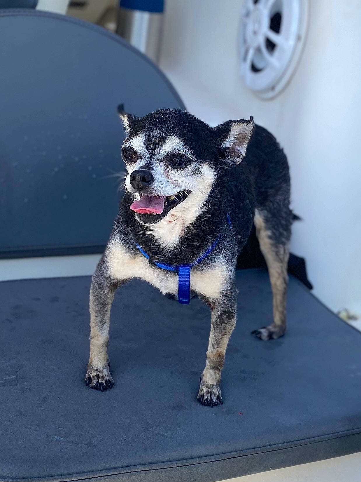 Toby is registered to the contest to win money with this photo: automotive_tire, canidae, carnivore, collar, companion_dog, dog, dog_breed, dog_supply, electric_blue, fashion_accessory, fawn, fur, grey, paw, snout, sporting_group, tail, whiskers, white, working_animal