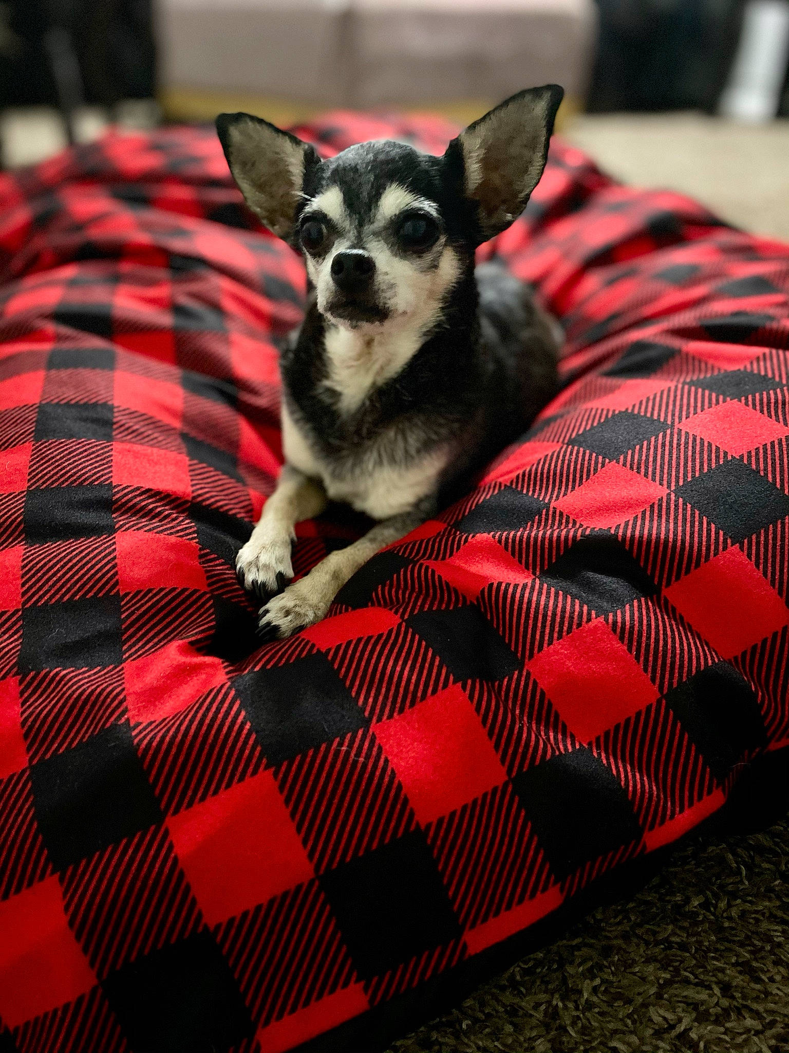 Toby is registered to the contest to win money with this photo: carnivore, comfort, companion_dog, dog, dog_breed, dog_supply, fawn, flooring, grey, linens, pattern, paw, plaid, red, snout, tartan, textile, toy_dog, whiskers, working_animal