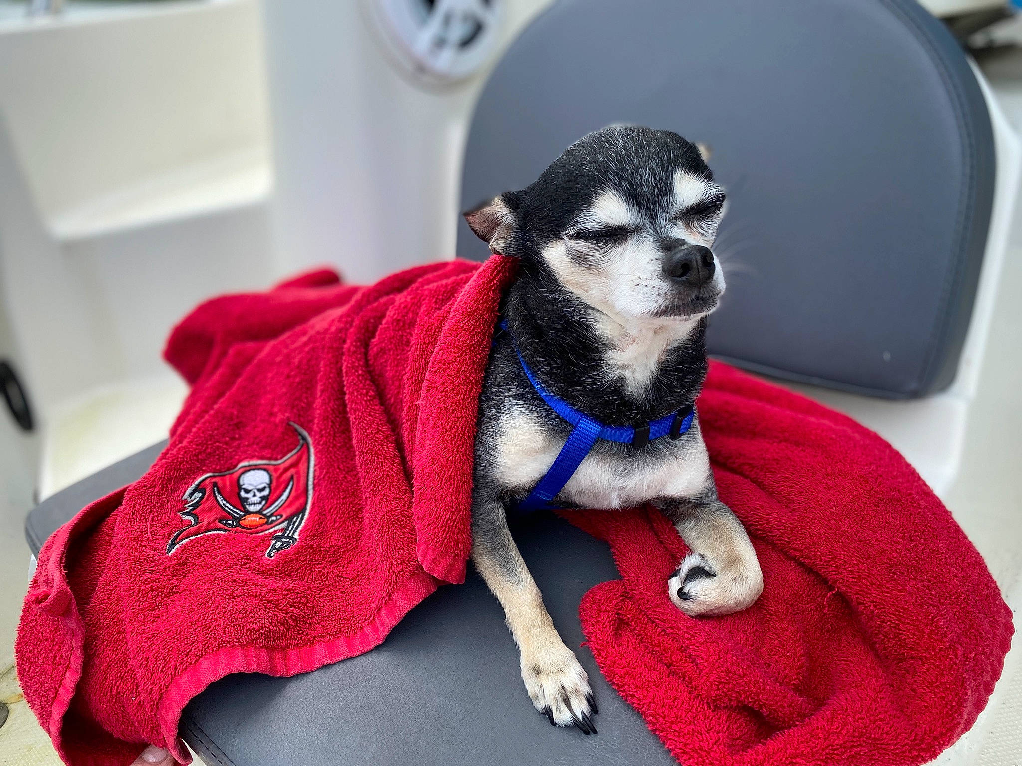 Toby is registered to the contest to win money with this photo: canidae, carnivore, companion_dog, dog, dog_breed, dog_clothes, dog_supply, electric_blue, fashion_accessory, fawn, fur, grey, pattern, snout, tail, terrestrial_animal, toy_dog, whiskers, white, working_animal