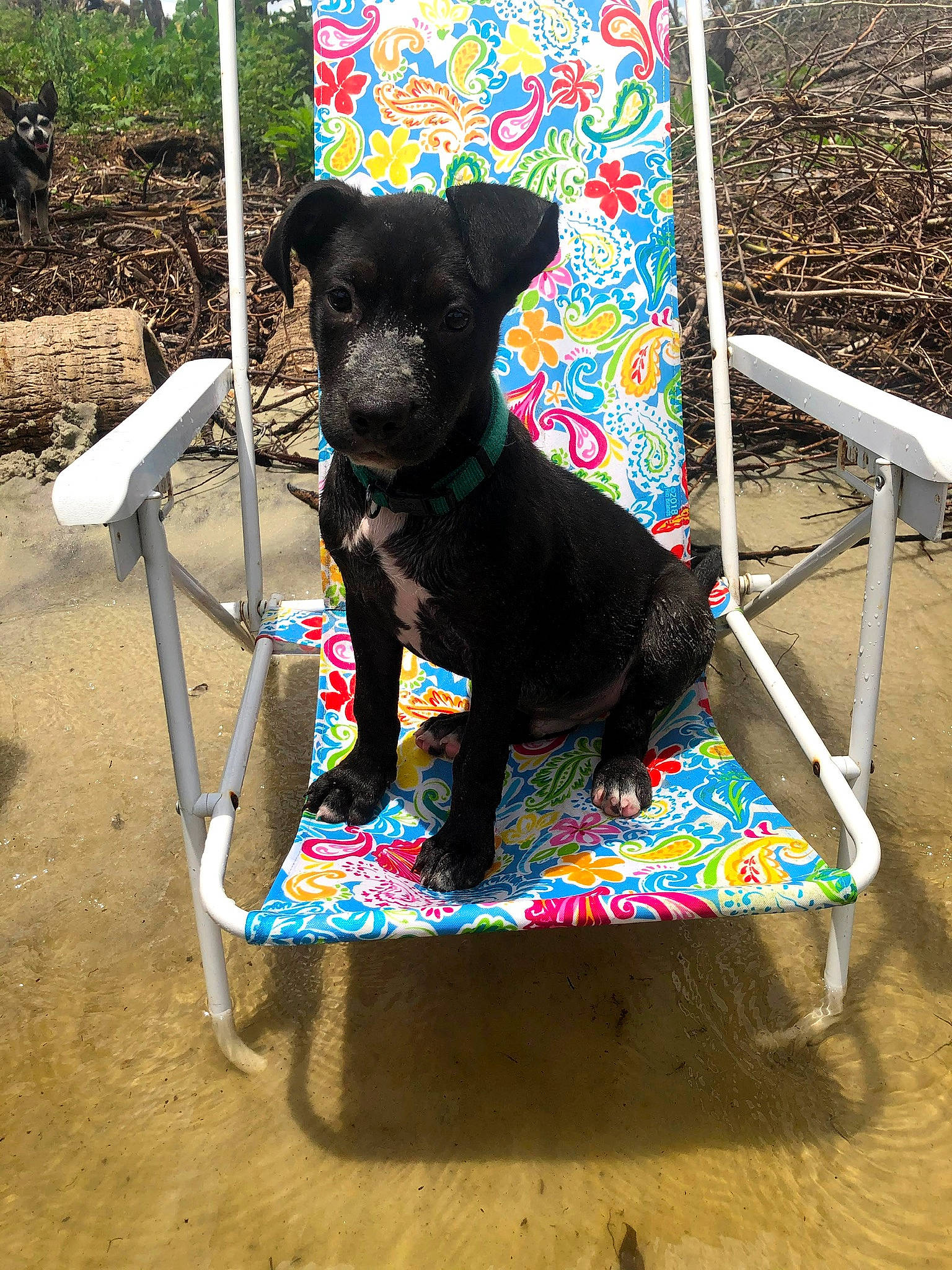 Cooper joined the competition — help win amazing prizes! canidae, carnivore, collar, companion_dog, dog, dog_breed, dog_supply, fashion_accessory, fawn, magenta, outdoor_furniture, pet_supply, plant, rectangle, shade, shadow, sporting_group, tail, working_animal, working_dog